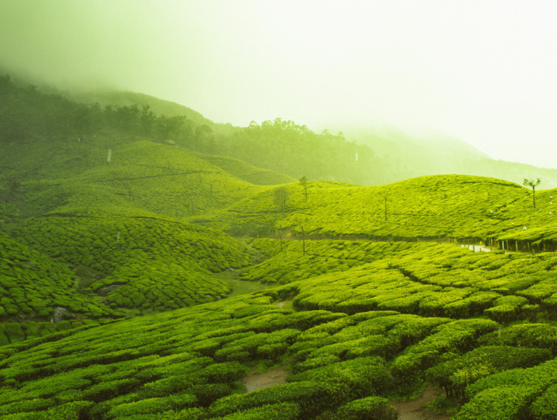 Munnar